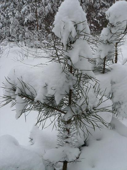 Grudzień 2009 - Styczeń 2010 - Dolny Śląsk śnieg - P1030132.JPG