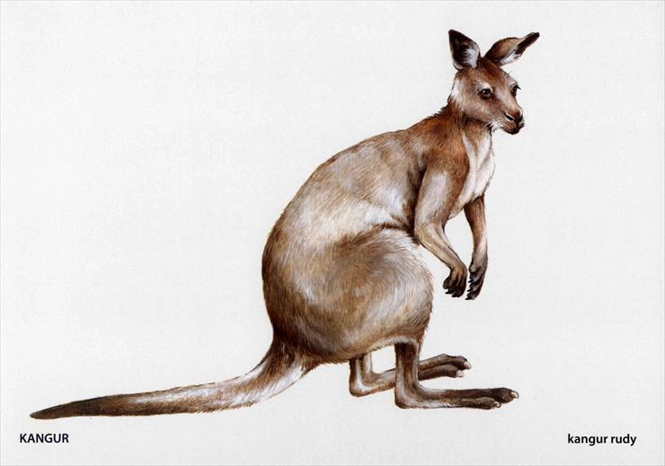 Zwierzęta egzotyczne - kangur.jpg