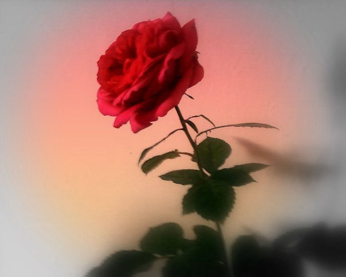 Tapety - Róża 2.jpg