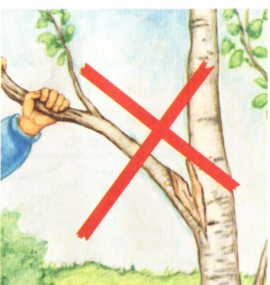 zasady w lesie - czego nie wolno robić w lesie4.bmp
