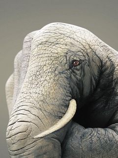 Tapety - Telefon - Elephant.jpg