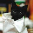 zwierzęta - Black Kitten on the Bag.jpg
