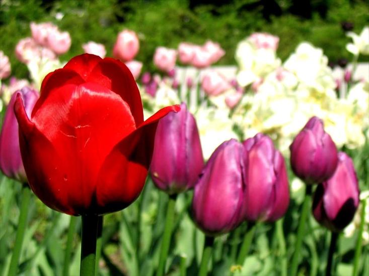 GIFY - tulipany.jpg