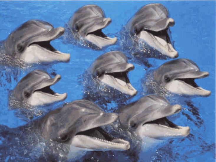 kochane delfiny - pu.i.wp.pl.jpg