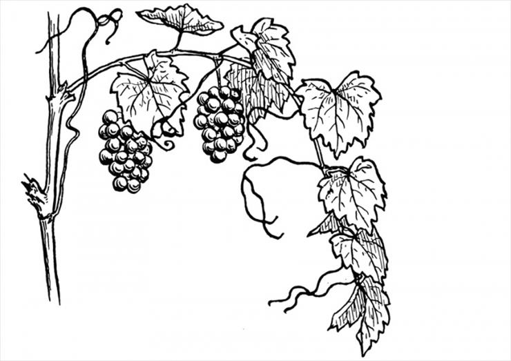 KOLOROWANKI I INNE DLA DZIECI - grapevine-t13075.jpg