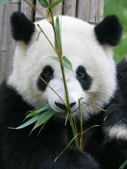  panda - Pandy_1645731.jpg