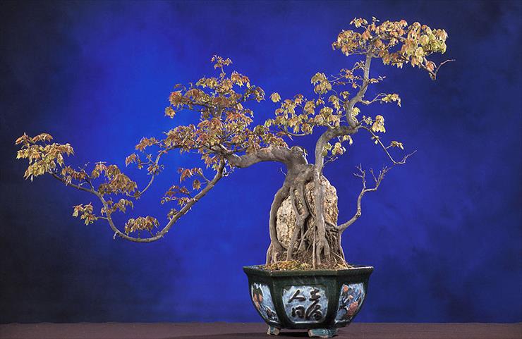 bonsai - 800px-BonsaiTridentMaple.jpg