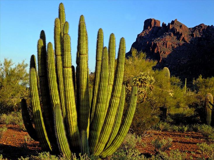 Arizona - Organ Pipe Cactus, Alamo Canyon, Arizona.jpg