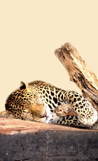 panthera pardus pardus 1 - 113.leopard.jpg