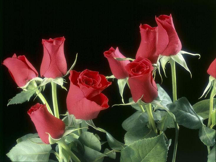 Tapety HD - Red Roses.jpg