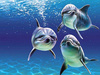 Zwierzęta - delfiny.jpg