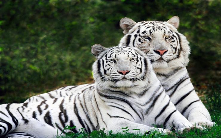 ZWIERZETA - white-phase--bengal-tigers-1440-900-1307.jpg