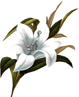 kwiaty bukiety png - 3flower34811.png