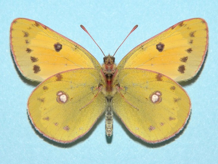 Motyle - M 036.jpg