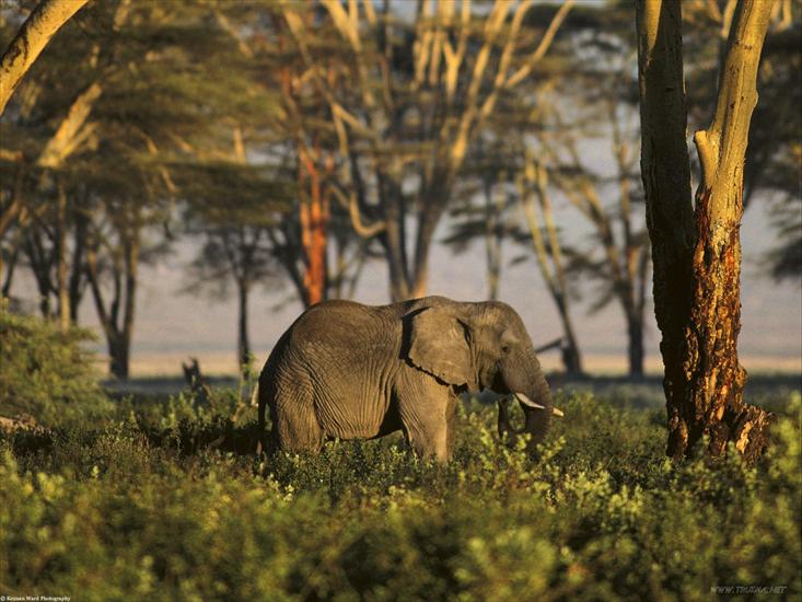 Tapety Animal - African Elephant, Tanzania, Africa1.jpg