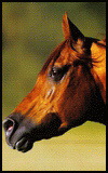 Animals - 100x160_horse_021.jpg