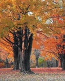 Tapety 128x160 - Autumn13.jpg