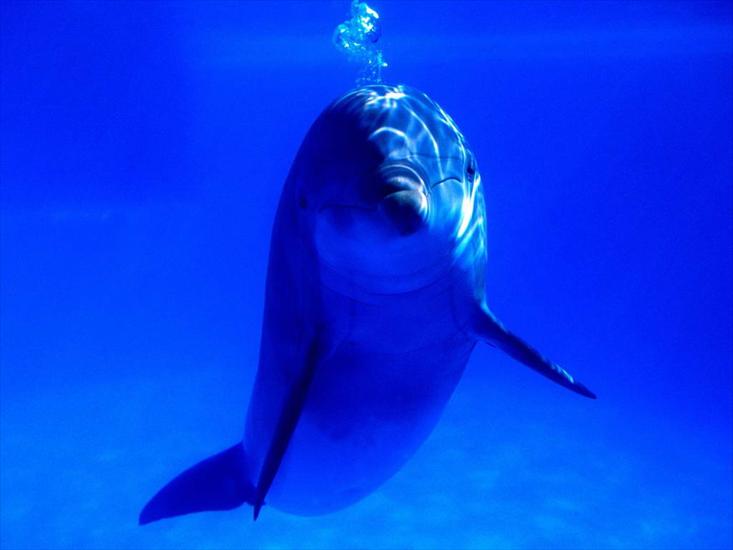 p aqua - Bright Idea, Bottlenose Dolphin.jpg