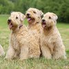 rasy psów - soft coated wheaten terrier.jpg