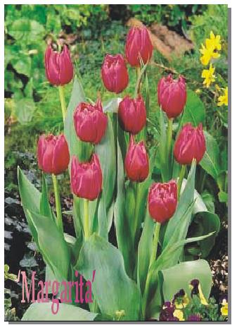 tulipany - TPW_2.JPG