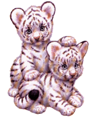 Zwierzaki - tiger05.gif