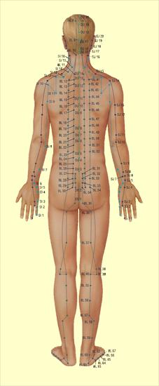 AKUPUNKTURA - acupuncture_model2.png