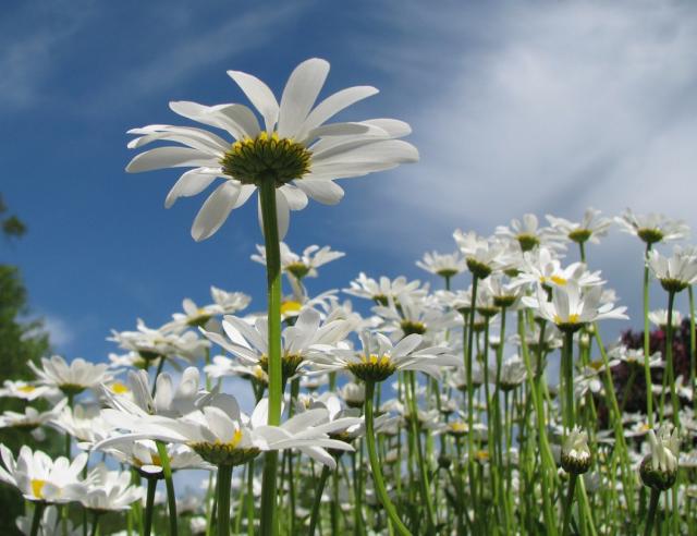 Stokrotki margaretki - wild white daisies.jpg