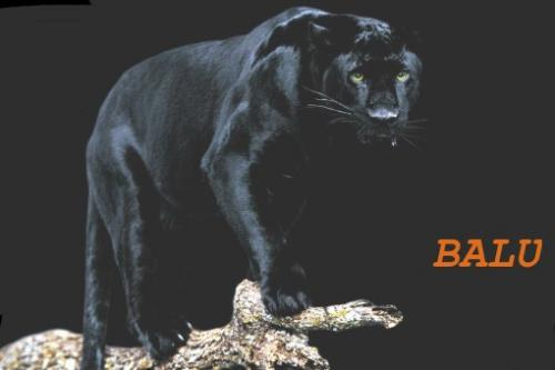 koty Fotki - Puma czarna 1.bmp