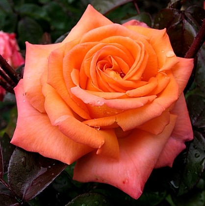 róże - Cairngorm4.jpg