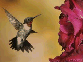 zwierzęta - Kolibry.gif