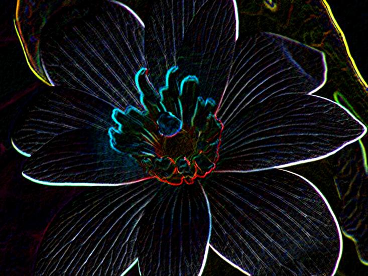 neonowe kwiatki - neon2.jpg