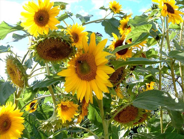 słoneczniki - 4.Sunflowers.jpg