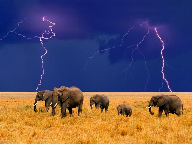 tła,tapety - Elephants in an Approaching Storm.jpg