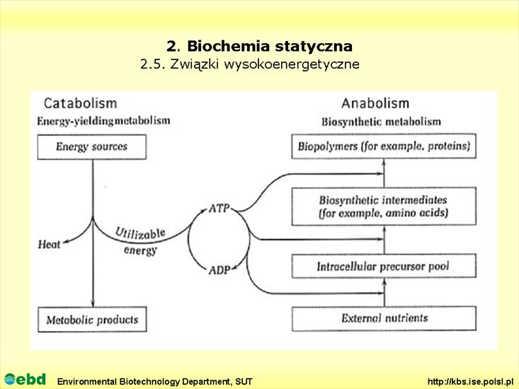 BIOCHEMIA 2 - biochemia statyczna - Slajd80.TIF