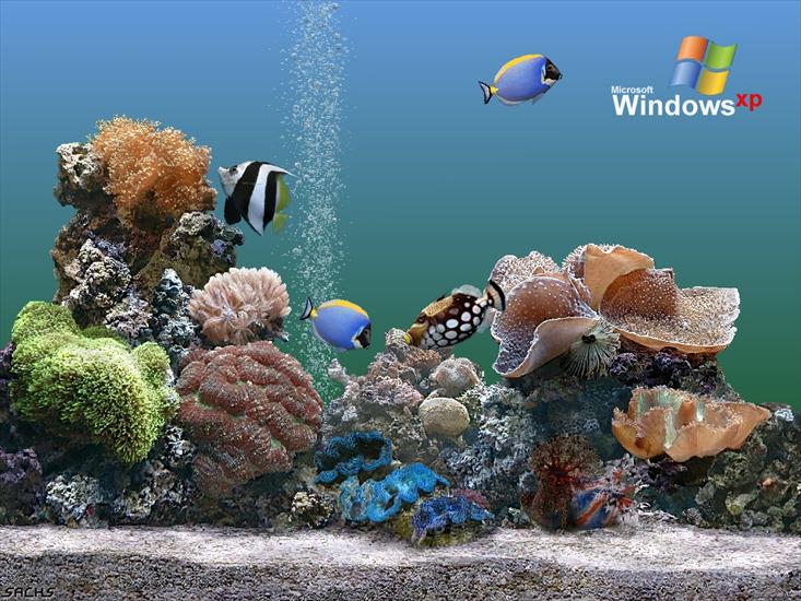 Windows - Plus Aquarium.JPG