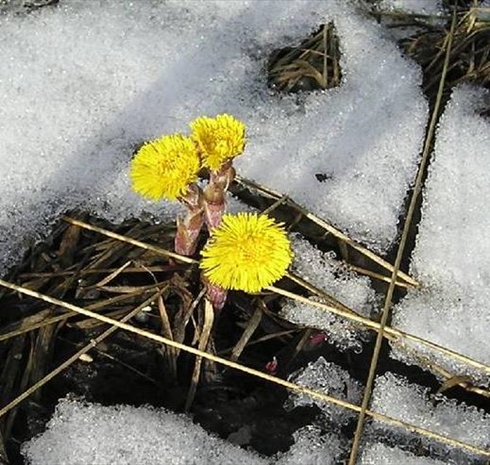  Kwiaty w Śniegu -  0958 .jpg