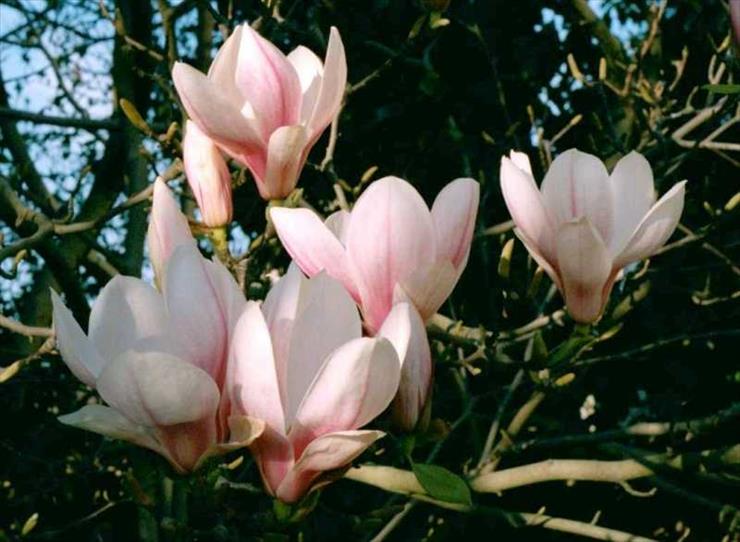 magnolie - Magnolia1.jpg