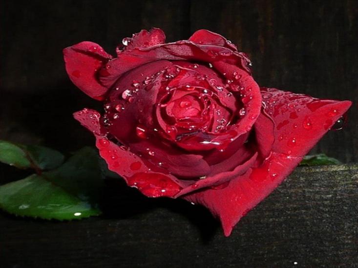 czerwone róże - roze2 52.jpg