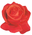 KWIATY foto-photoshop - red rose 3_psptube.png