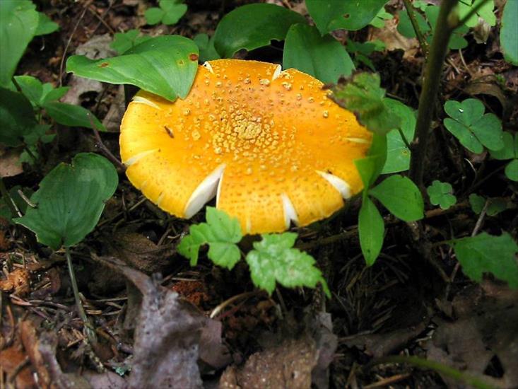 fungus - fungos-008.jpg