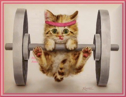 zwieżaki - kitten workout.jpg