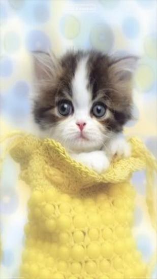 kotki - Cute_Kitten.jpg