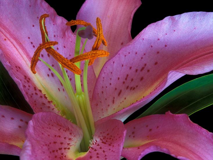 kwiaty - Exotic Lily.jpg