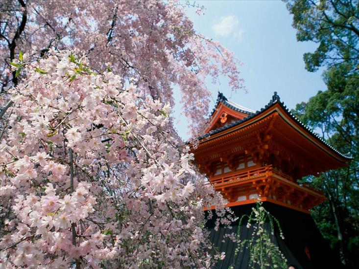 Japonia - Cherry Blossoms, Ninnaji Temple, Kyoto, Japan.jpg