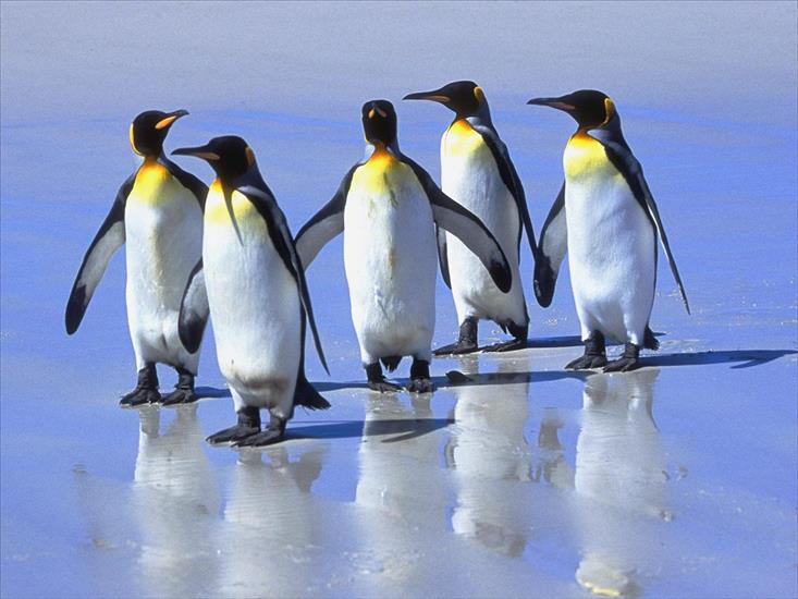 zwierzęta - Five King Penguins, Falkland Islands.jpg
