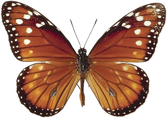 Motyle - motylek251.jpg