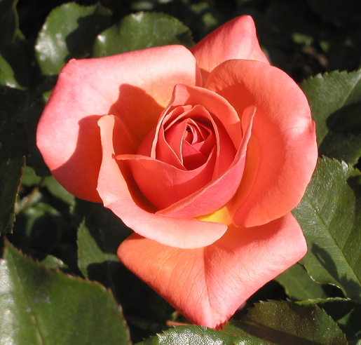 róże II - BeautifulBritain.jpg