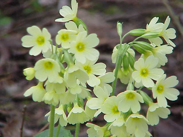 wiosna - pierwiosnek-Primula.jpg