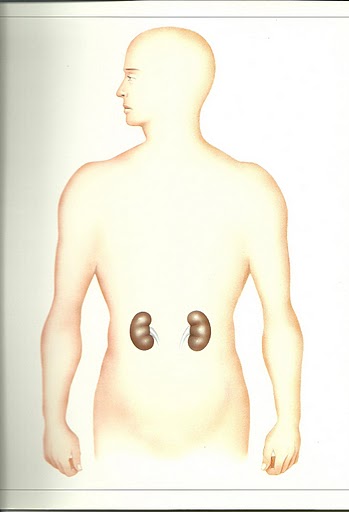 organy wewnętrzne u człowieka - escanear0008.jpg