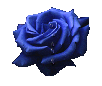 GIFY - niebieskie róże6.gif